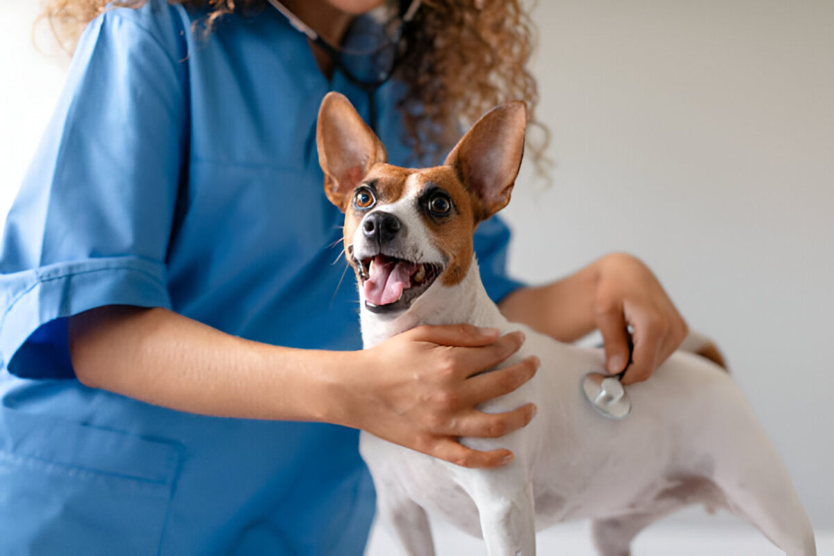 Pet Care App Development