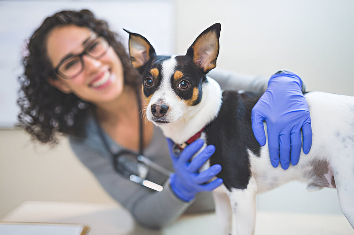 Pet Care App Development