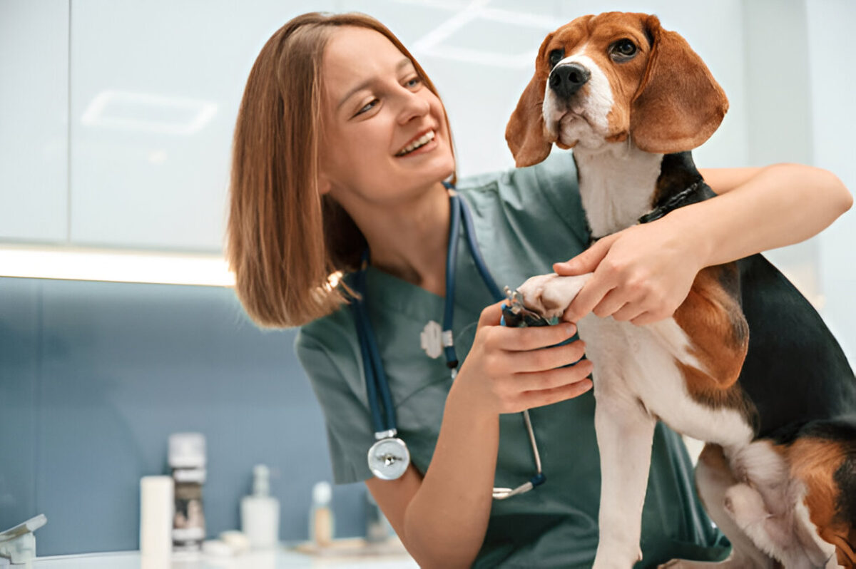 Pet Care App Development